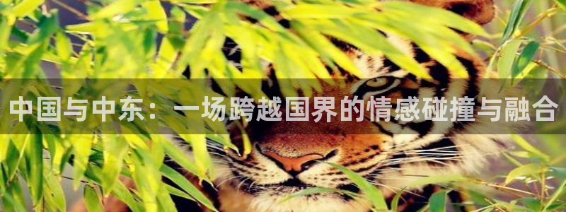  中国与中东：一场跨越国界的情感碰撞与融合