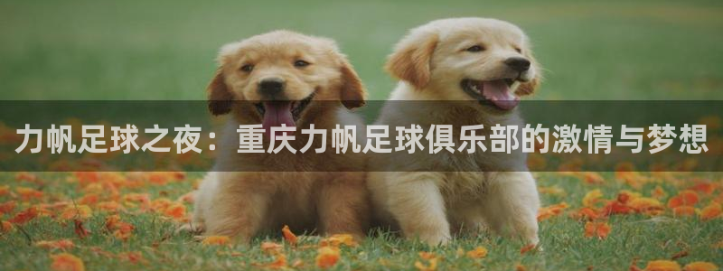 力帆足球之夜：重庆力帆足球俱乐部的激情与梦想