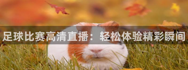 足球比赛高清直播：轻松体验精彩瞬间