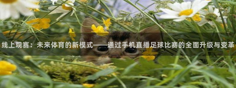 线上观赛：未来体育的新模式——通过手机直播足球比赛的全面升级