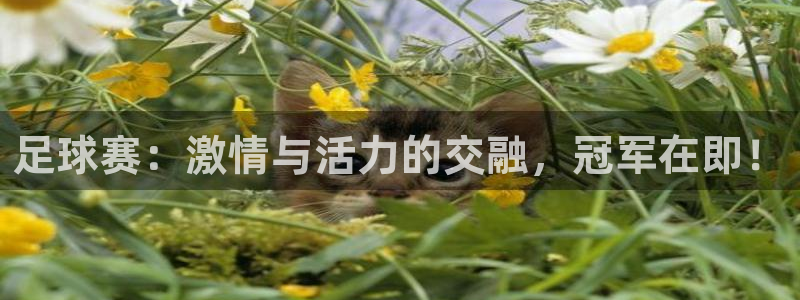  足球赛：激情与活力的交融，冠军在即！